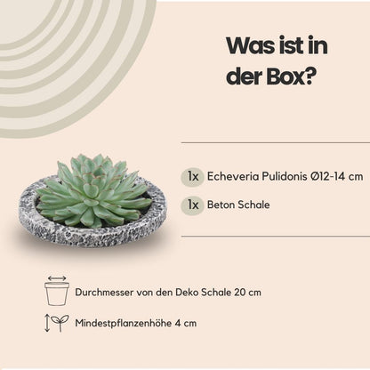 Succulent Echeveria Pulidonis in schaal Concrete -↨5cm - Ø20cm