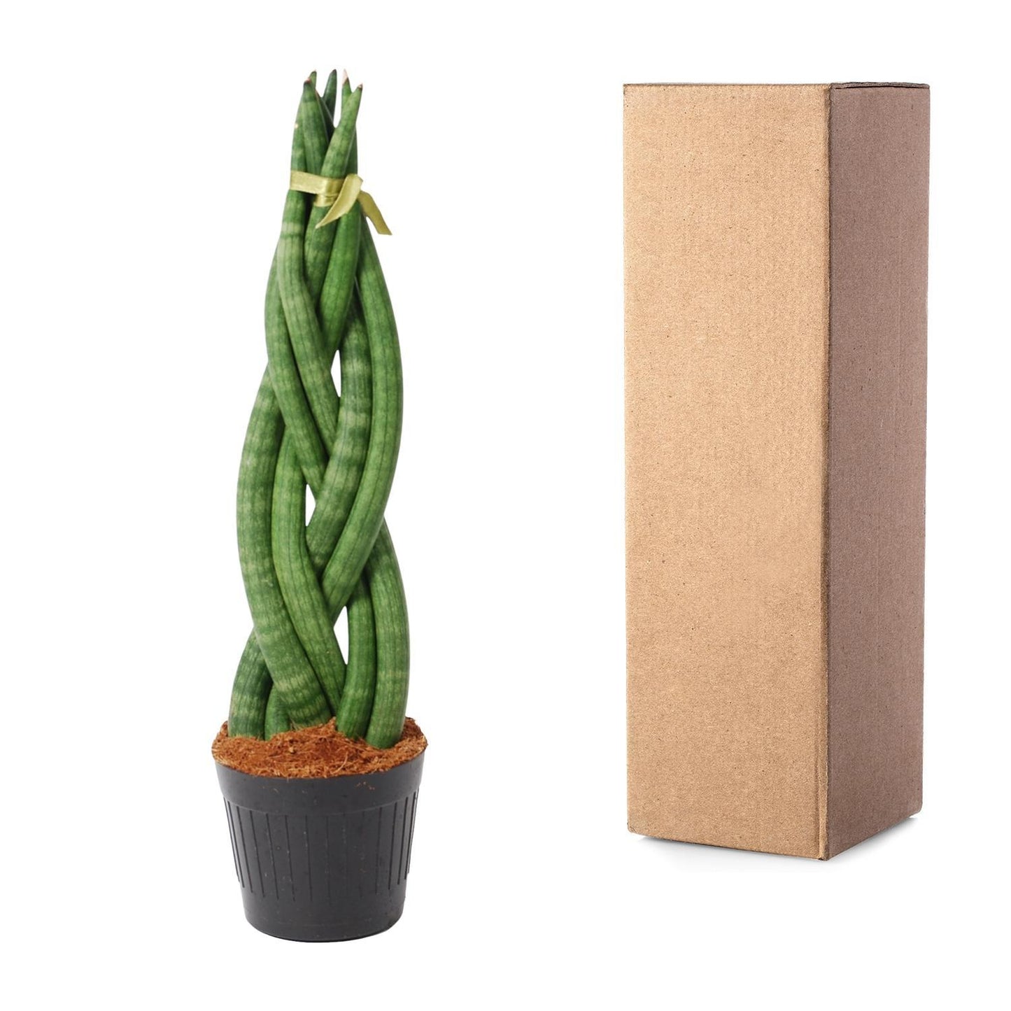 Sansevieria cylindrica 'Twist' - ↨40cm - Ø10,5cm