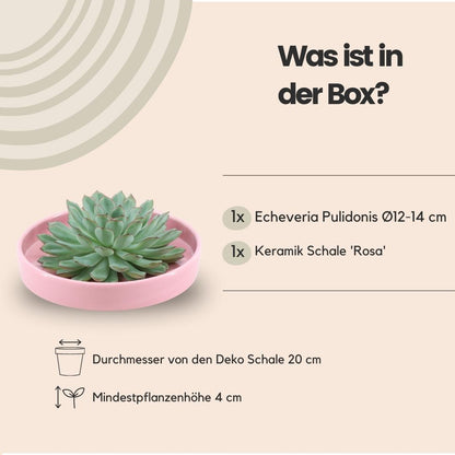 Succulent Echeveria Pulidonis in schaal roze - ↨5cm - Ø20cm