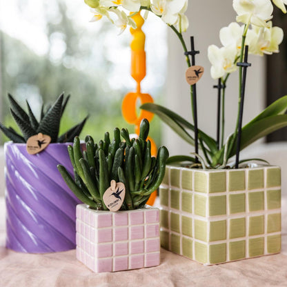 Gele phalaenopsis orchidee Mexico + Mosa sierpot groen - Ø9cm