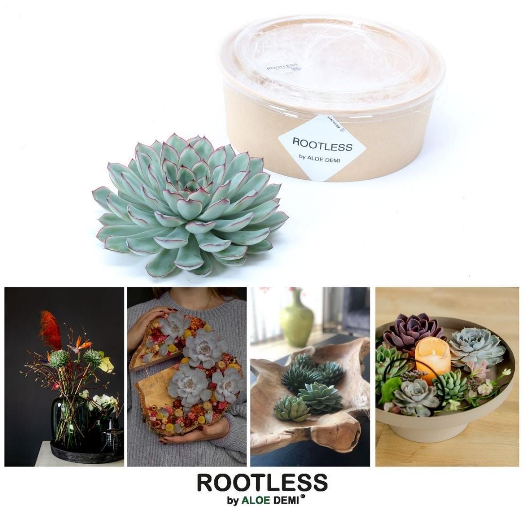 ROOTLESS Succulent Echeveria Pulidonis - ↨5cm - Ø12-14cm