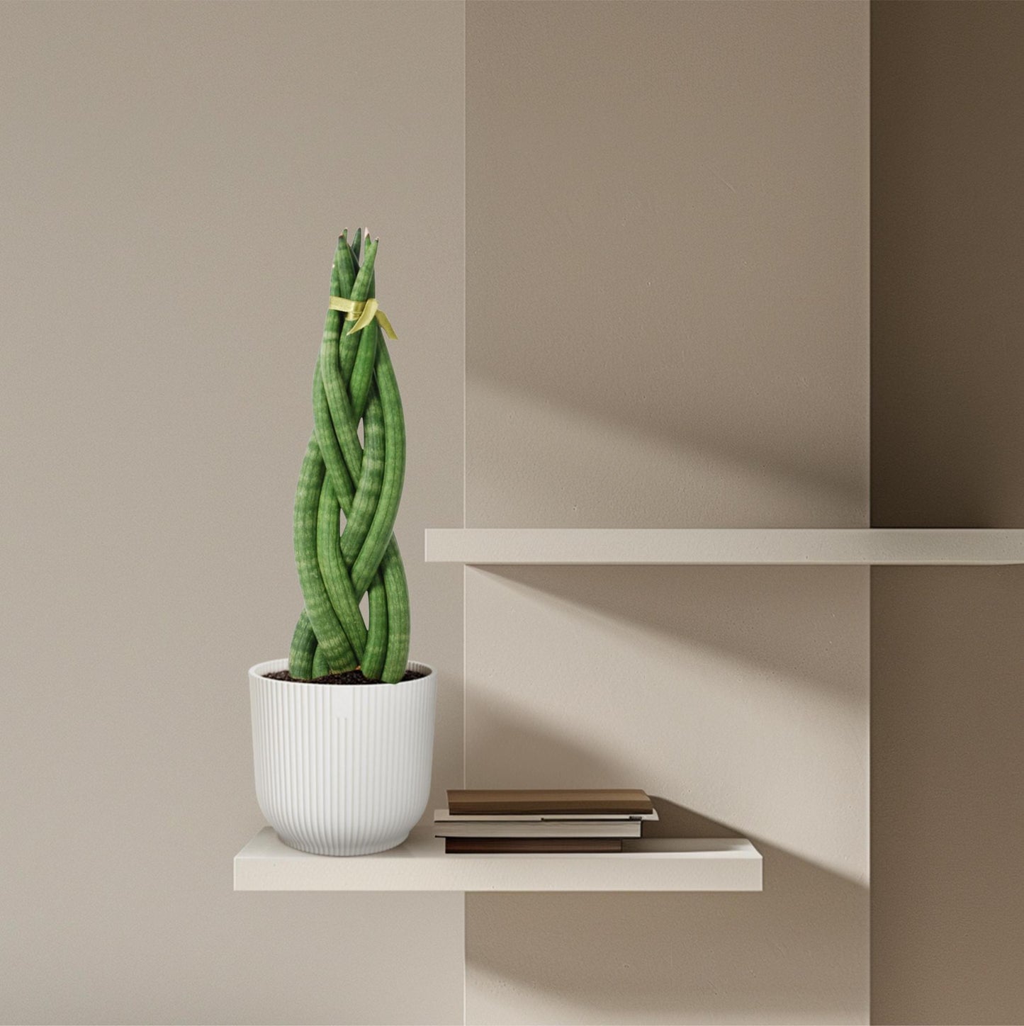 Sansevieria cylindrica 'Twist' - ↨40cm - Ø10,5cm