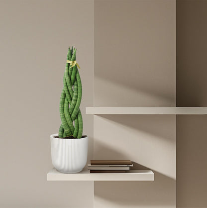 Sansevieria cylindrica 'Twist' - ↨40cm - Ø10,5cm