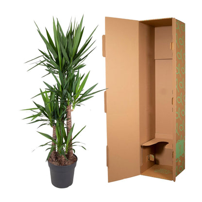 Yucca Elephantipe - ↨180cm - Ø34cm