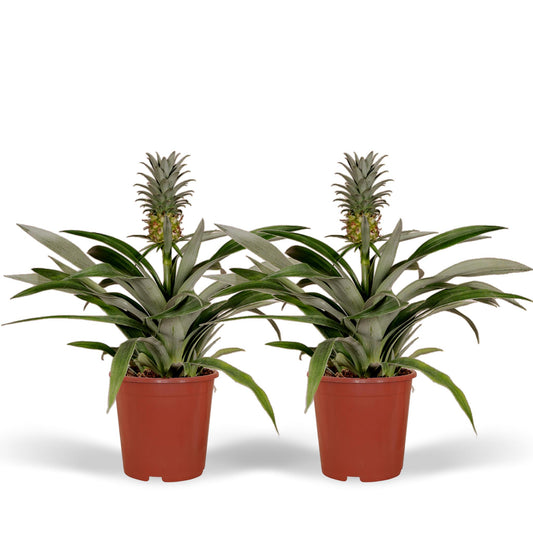 Bromelia (Ananasplant) - 2 stuks - ↨30cm - Ø12