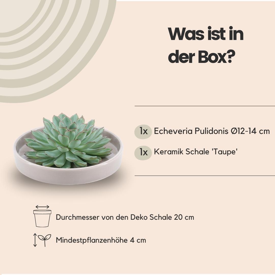 Succulent Echeveria Pulidonis in schaal taupe - ↨5cm - Ø20cm