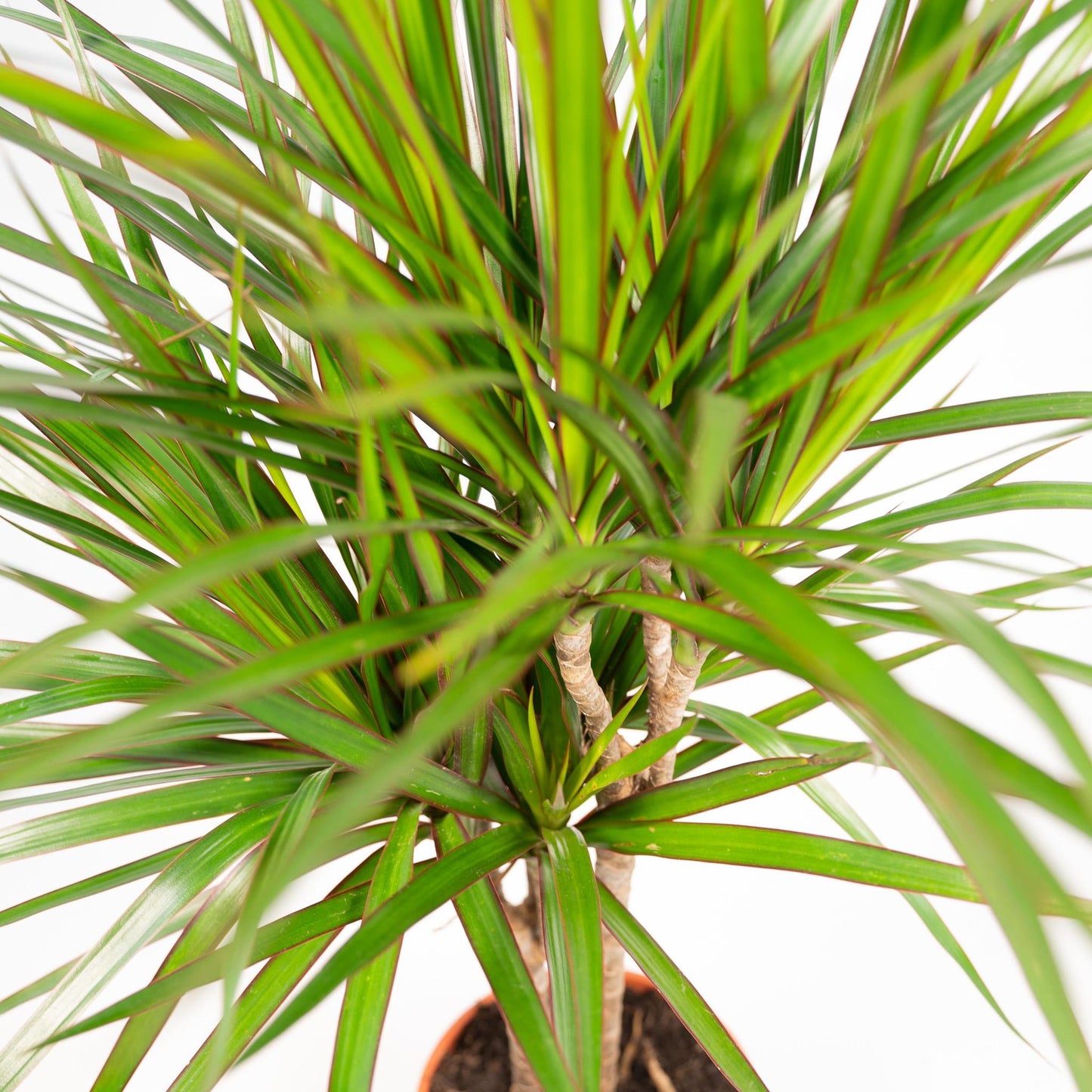 Dracaena Marginata - ↨120cm - Ø21cm