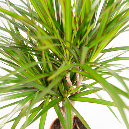 Dracaena Marginata - ↨120cm - Ø21cm