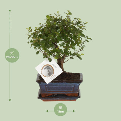 Bonsai - ↨30cm - Ø15