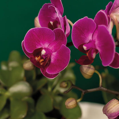 Plantenset Hotel Chic - Paarse Phalaenopsis Orchidee en Succulenten incl. keramieken sierpotten