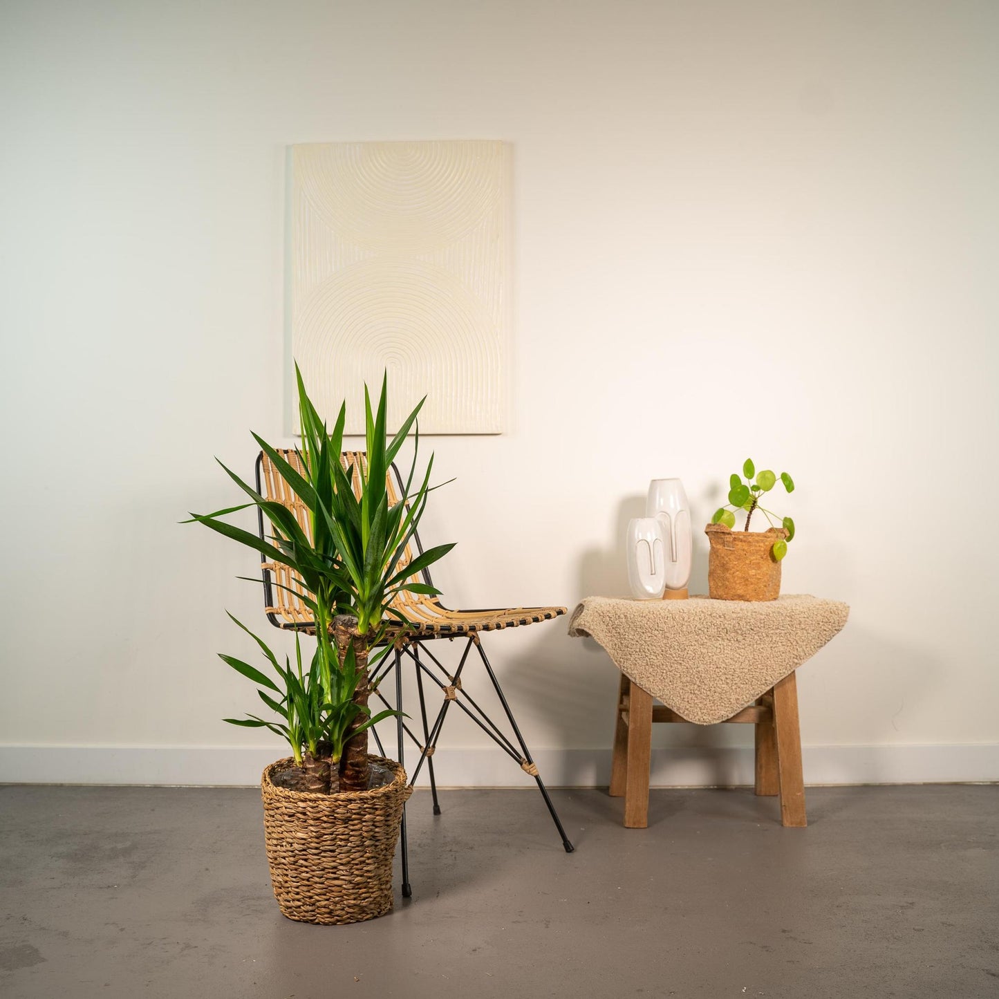 Yucca - ↨90cm - Ø17cm
