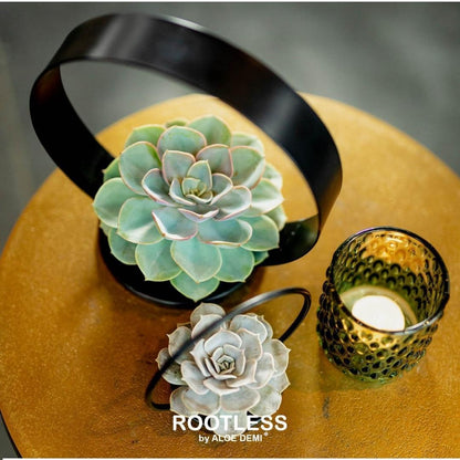 Succulent Echeveria Pulidonis op tafelstandaard - ↨20cm - Ø20cm