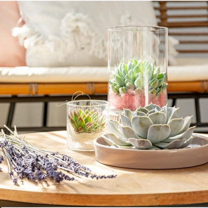 Succulent Echeveria Lilacina in schaal wit - ↨5cm - Ø20cm