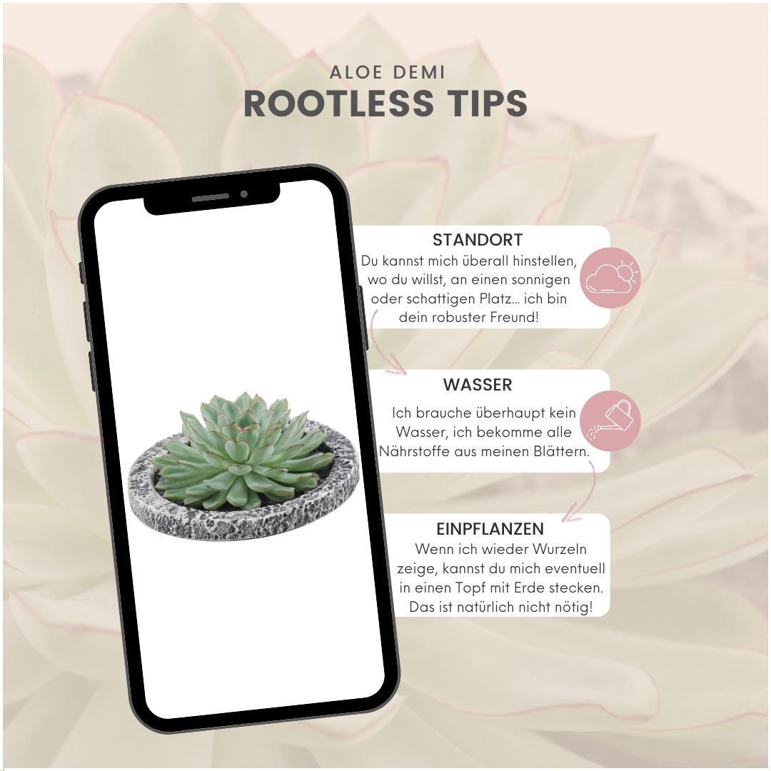 Succulent Echeveria Pulidonis in schaal Concrete -↨5cm - Ø20cm