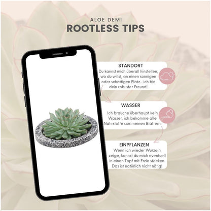 Succulent Echeveria Pulidonis in schaal Concrete -↨5cm - Ø20cm
