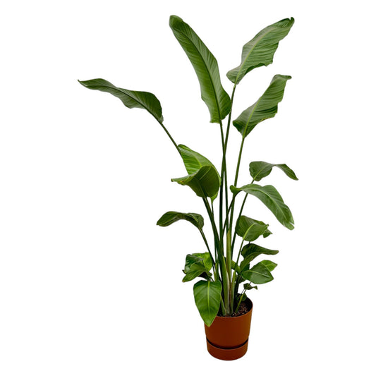 Strelitzia Nicolai - incl. bloempot Bruin - ↨180cm - Ø30cm