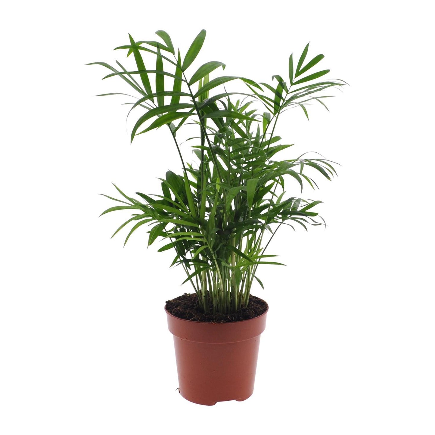 Chamaedorea Elegans - ↨40cm - Ø12cm