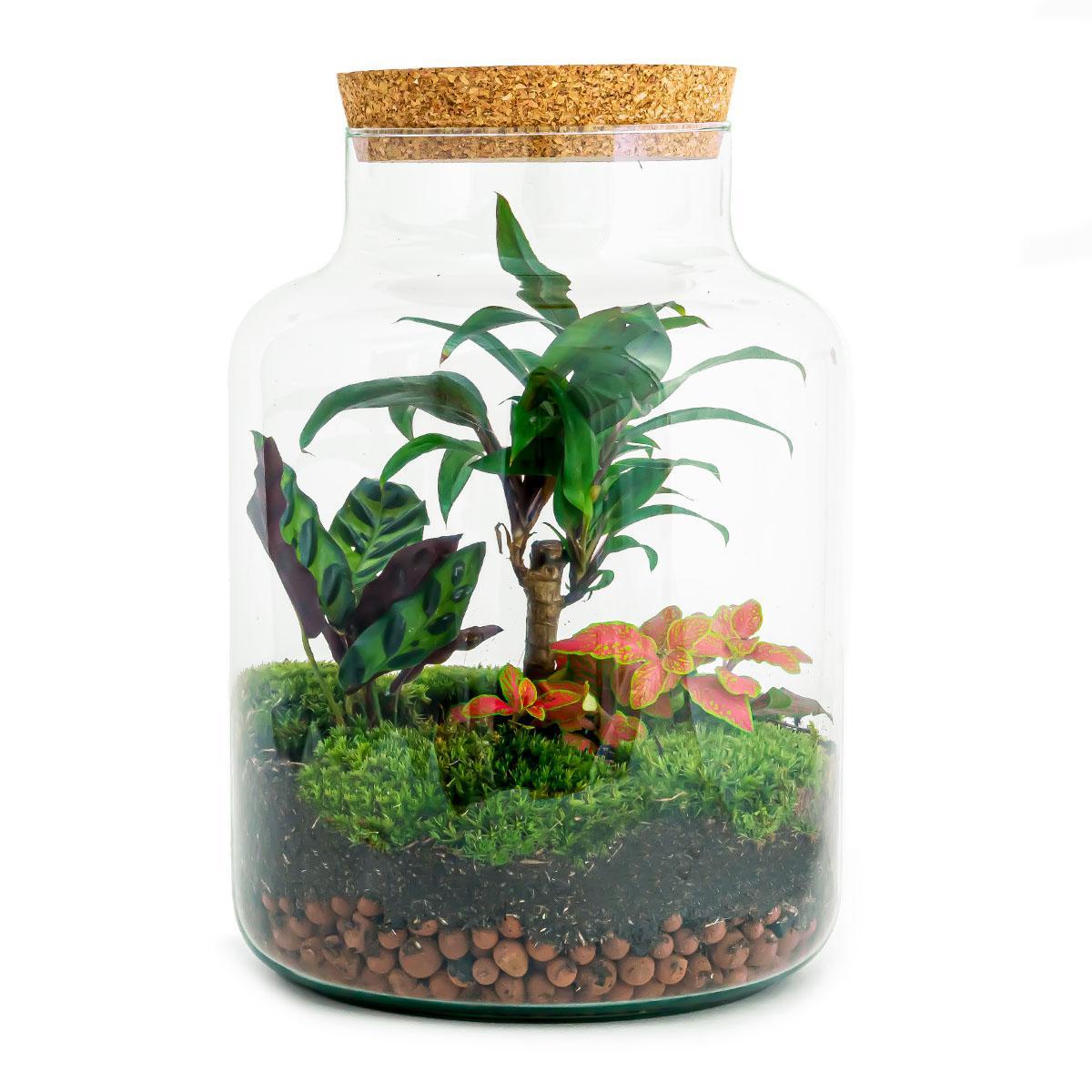 DIY terrarium Milky Palm - ↨30cm - Ø21cm