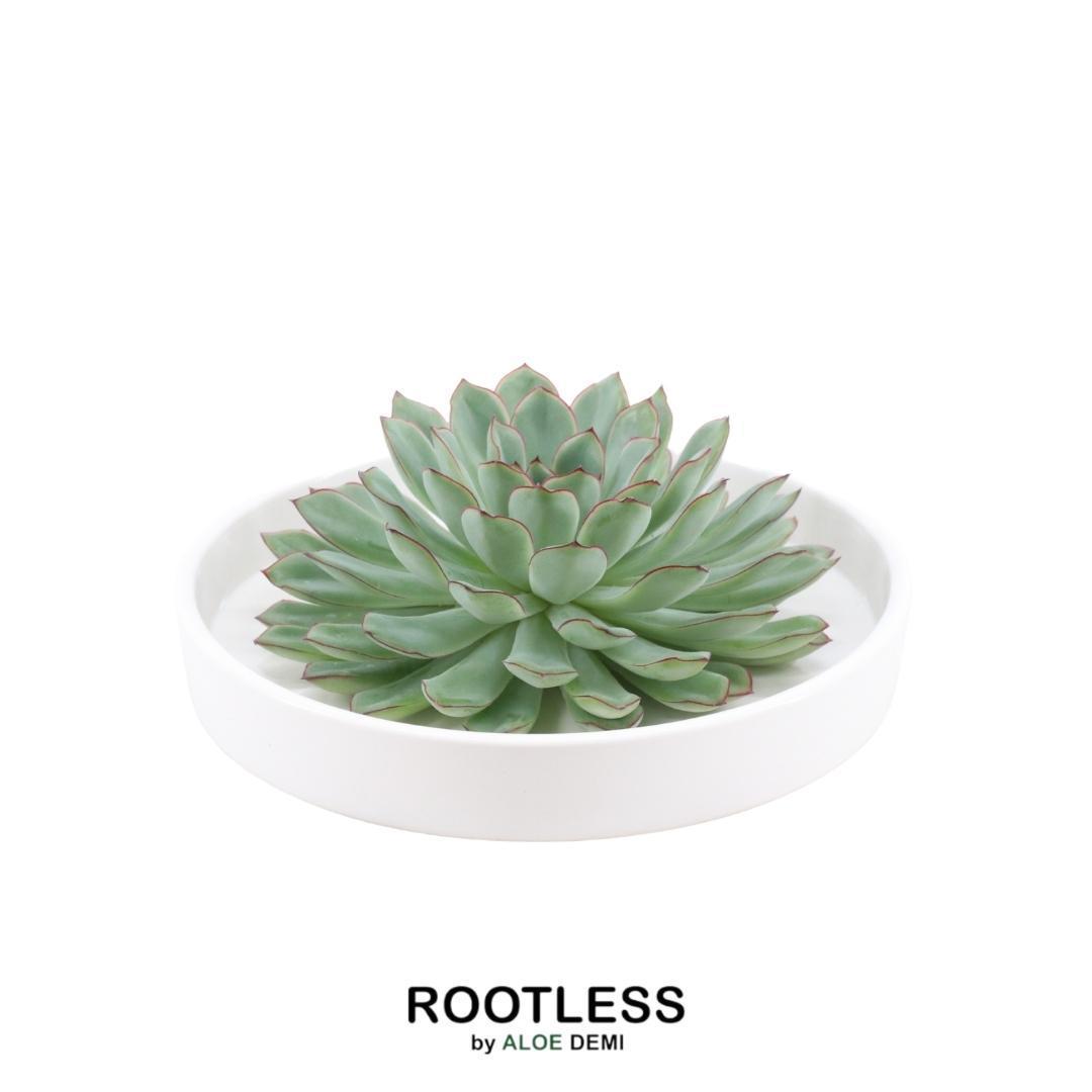Succulent Echeveria Pulidonis in schaal wit - ↨5cm - Ø20cm