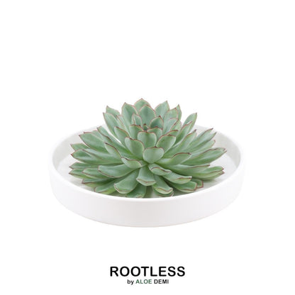 Succulent Echeveria Pulidonis in schaal wit - ↨5cm - Ø20cm