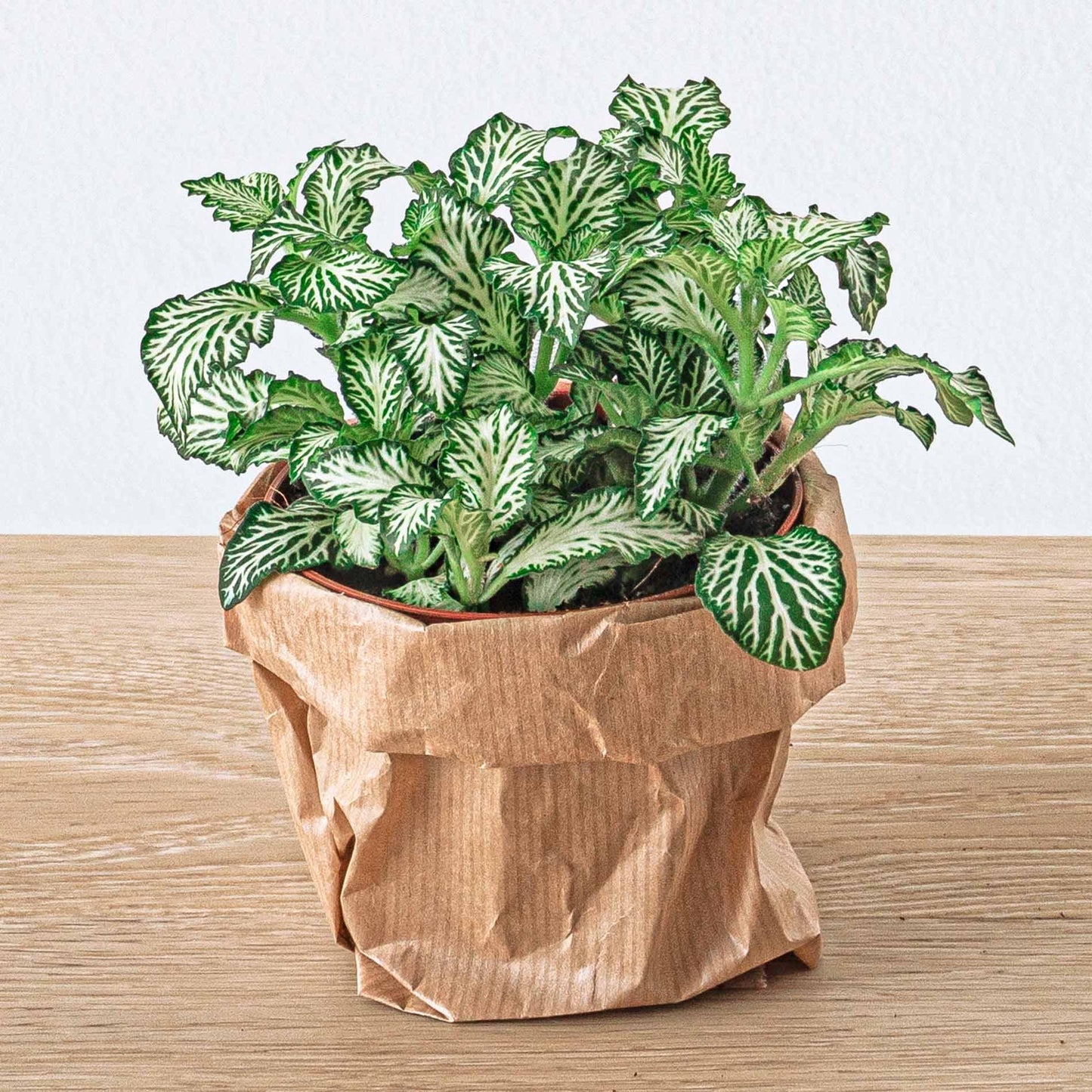 Fittonia Wit - White Tiger - Mozaiekplantje - Ø8cm