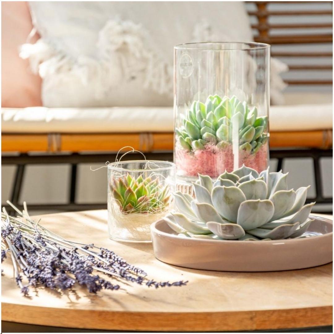 Succulent Echeveria Lilacina in schaal taupe - ↨5cm - Ø20cm
