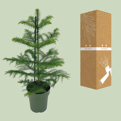 Araucaria Heterophylla - ↨40cm - Ø14cm
