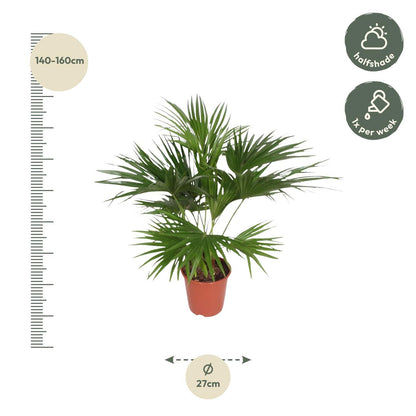 Livistona Chinensis - ↨150cm - Ø27cm
