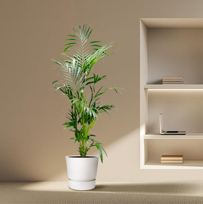 Kentia Palm - ↨200cm - Ø24cm
