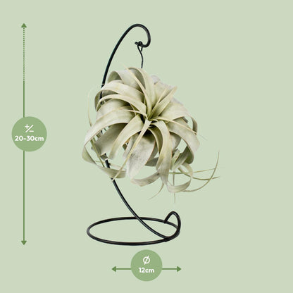 Tillandsia King Xero - ↨23cm - Ø12