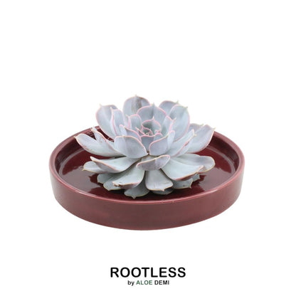 Succulent Echeveria Lilacina in schaal rood - ↨5cm - Ø20cm