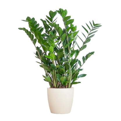 Zamioculcas Zamiifolia met bloempot wit - ↨30cm - Ø12cm