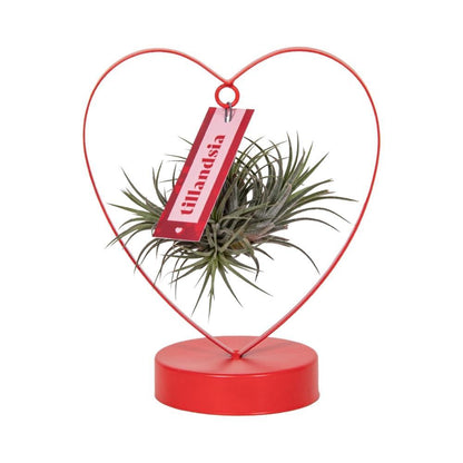 Tillandsia Ionantha Silver - ↨23cm - Ø10,5cm