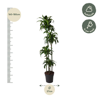 Dracaena Dorado - ↨170cm - Ø27cm