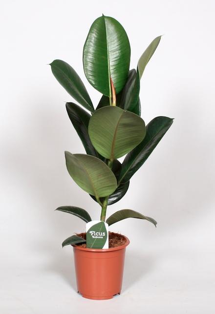 Ficus Elastica Robusta - ↨65cm - Ø17cm