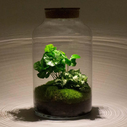 DIY terrarium Milky Coffea met LED - ↨31cm - Ø17cm
