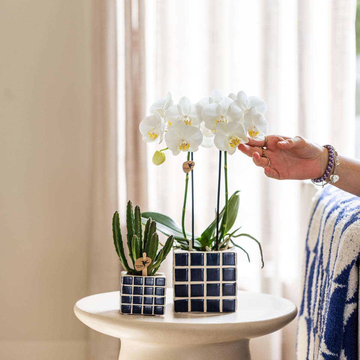 Witte Phalaenopsis orchidee - Ø9cm