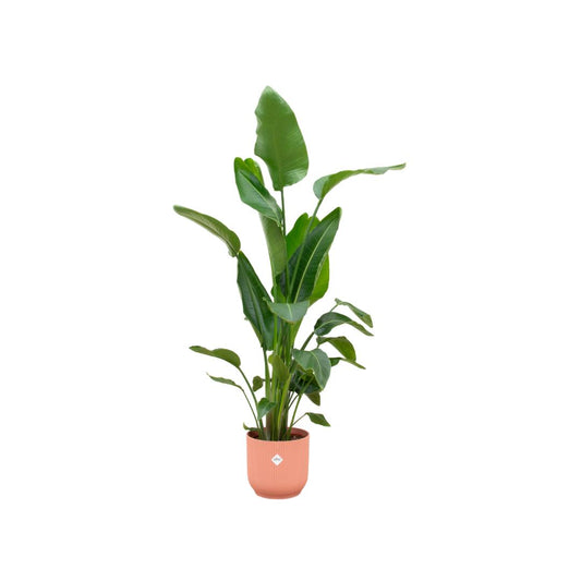 Strelitzia Nicolai - incl. bloempot Roze - ↨160cm - Ø30cm
