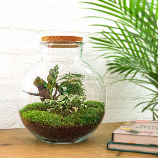 DIY terrarium Bolder Bob - ↨30cm - Ø30cm