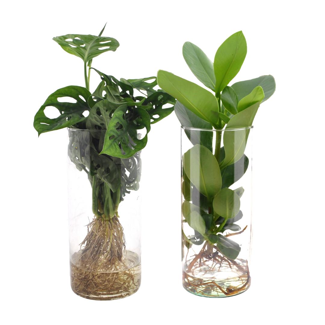 Monstera en Clusia  in cilinder glas- 2 stuks - ↨25-40cm - Ø12cm