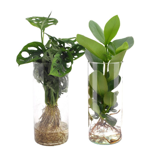 Monstera en Clusia  in cilinder glas- 2 stuks - ↨25-40cm - Ø12cm