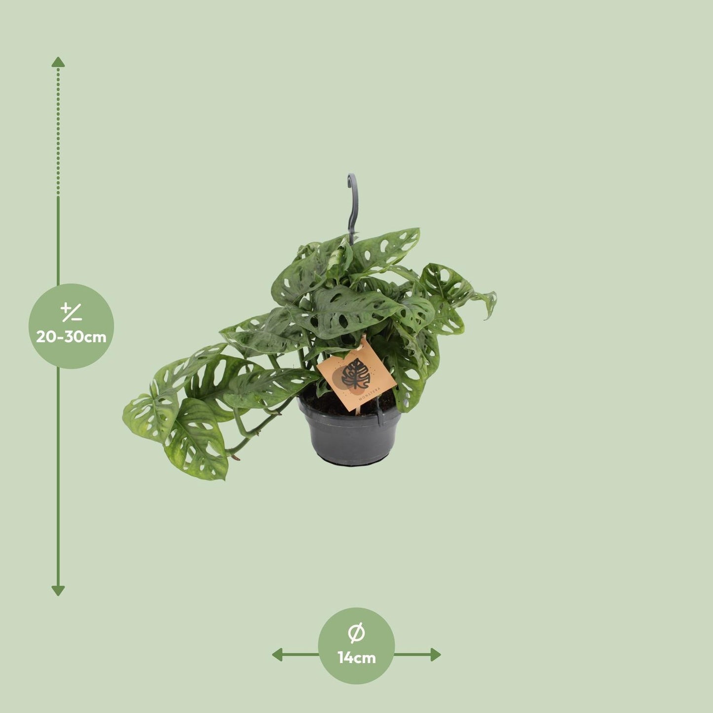 Monstera Monkey - ↨30cm - Ø14cm