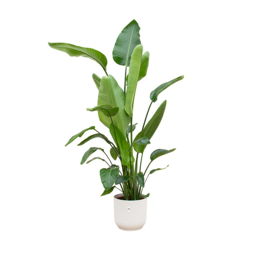 Strelitzia Nicolai - incl. bloempot Wit - ↨180cm - Ø30cm