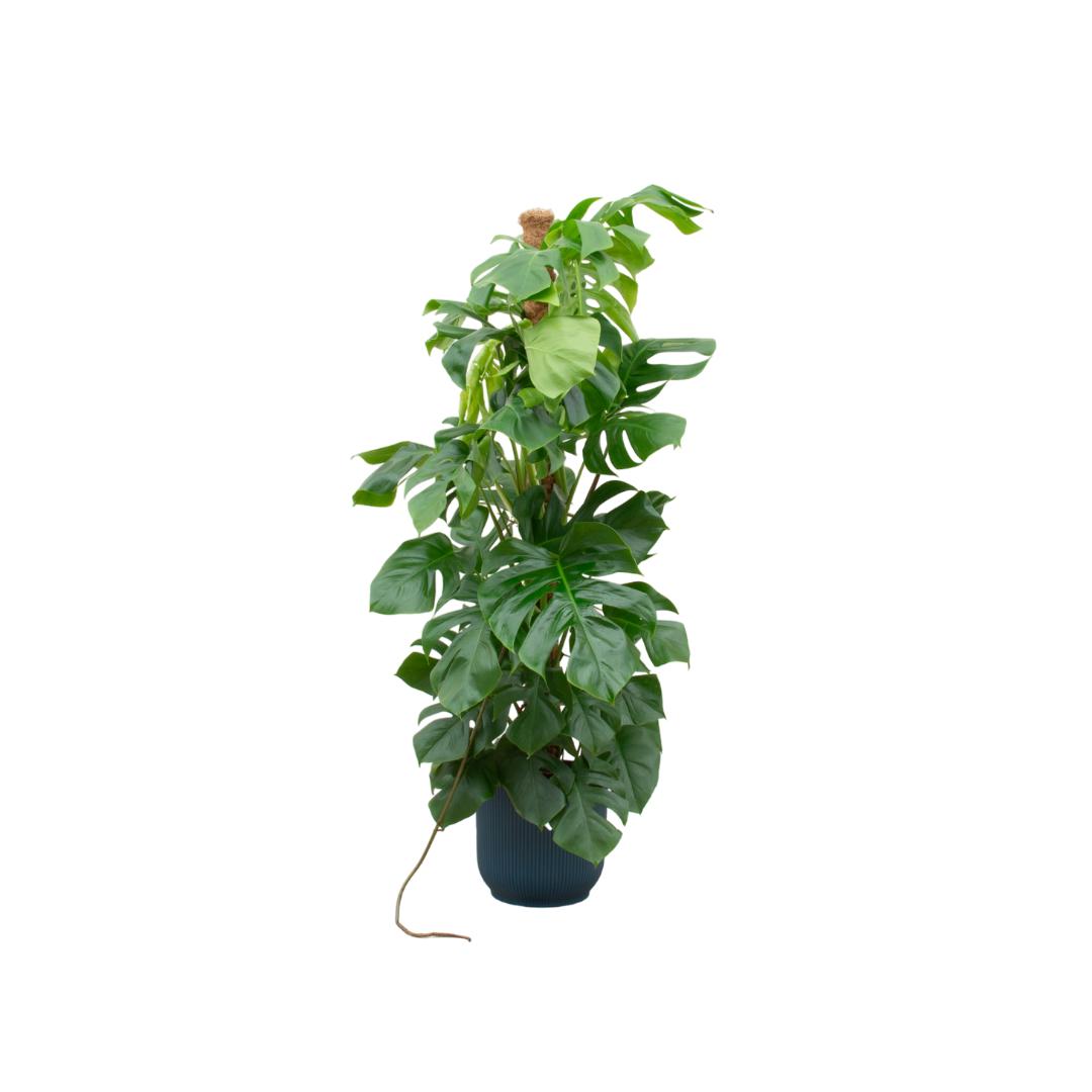 Monstera Pertusum - incl. bloempot Blauw - ↨150cm - Ø30cm