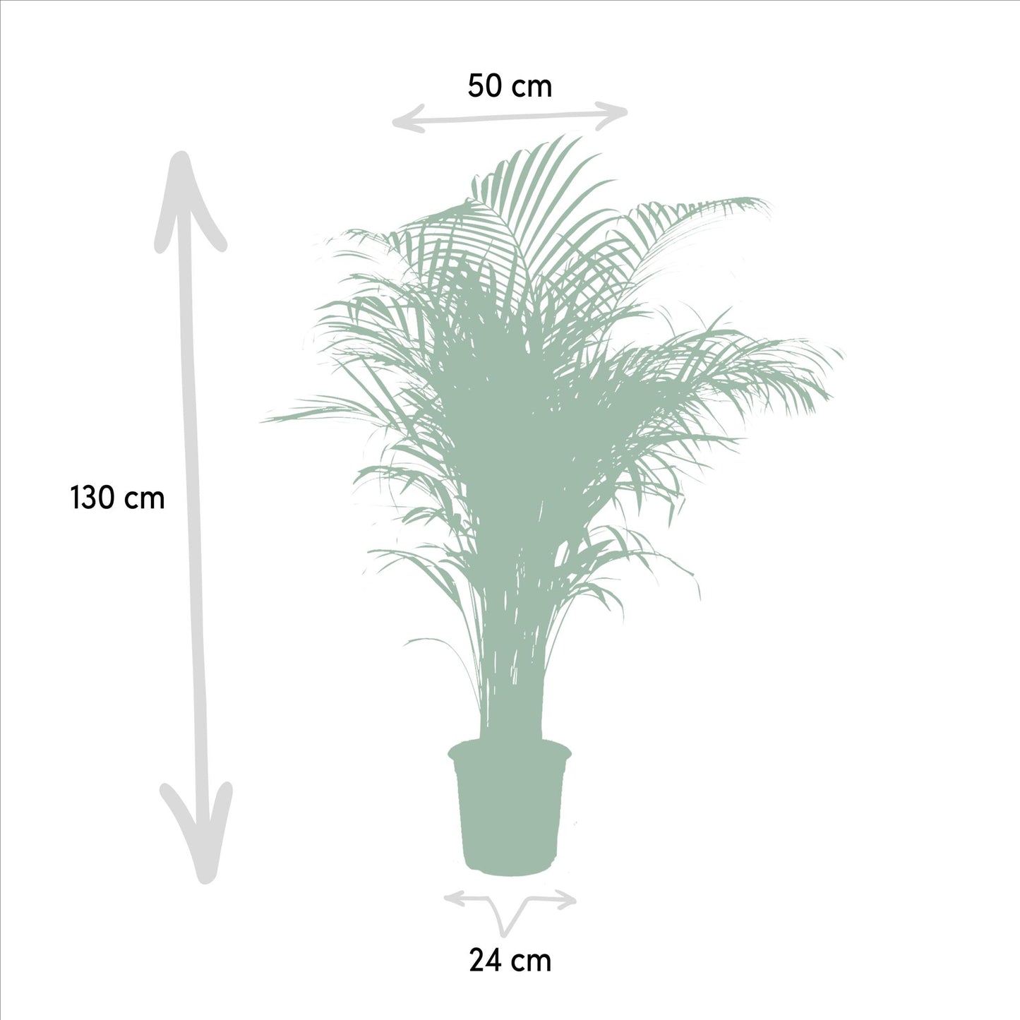Areca palm - ↨130cm - Ø24cm