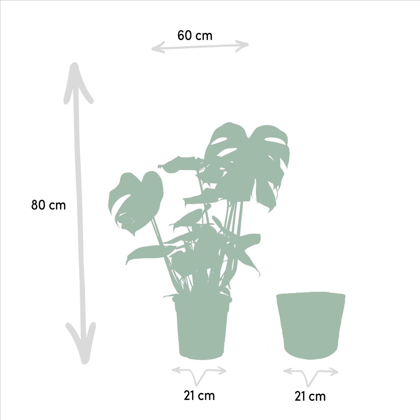 Set van 3 kamerplanten; Monstera Deliciosa, Alocasia Zebrina en Strelitzia Nicolai - met manden Selin - ↨75cm - Ø19 / Ø21cm