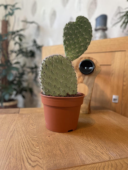 Cactus - Opuntia Vijgcactus - ↨30-40cm - Ø17cm