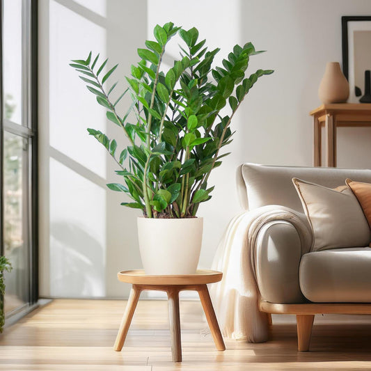 Zamioculcas Zamiifolia met bloempot wit - ↨30cm - Ø12cm