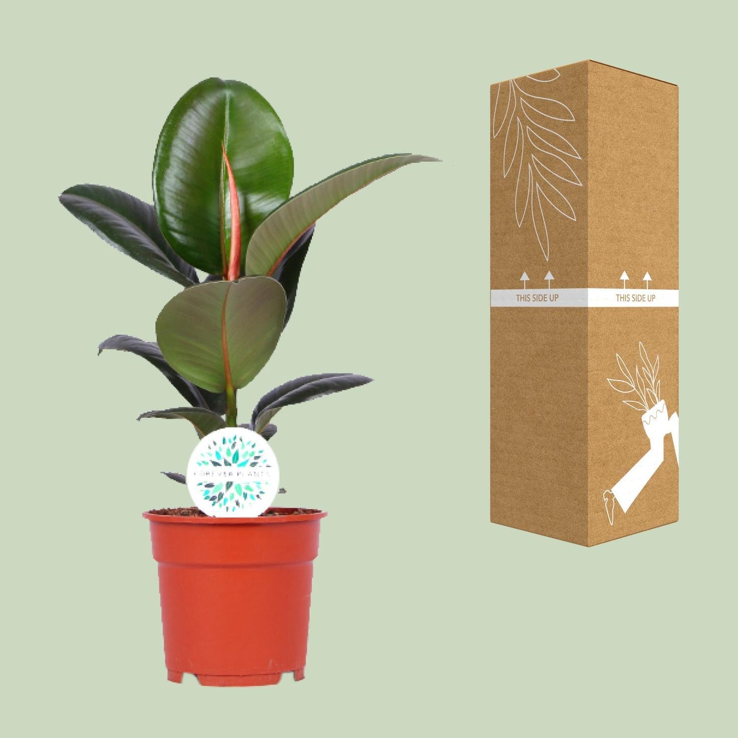 Ficus Elastica Robusta - ↨55cm - Ø17cm