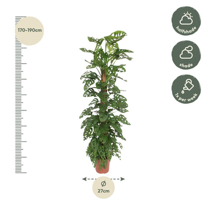 Monstera Monkey Leaf mosstok - ↨180cm - Ø27cm